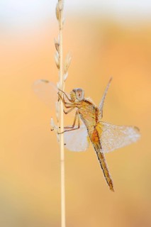 Scarlet Dragonfly (Crocothemis erythraea), female, North Rhine-Westphalia, Germany