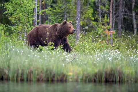 European brown bear (Ursus arctos), Europe, Scandinavia, Finland