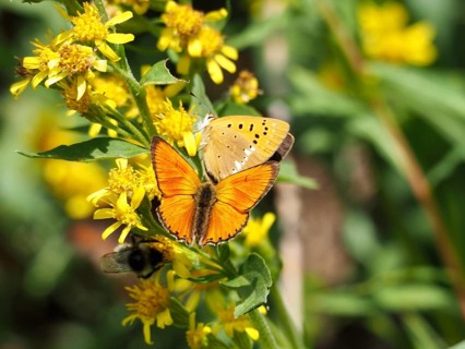 Two butterflies, the yellow-banded blue (Lycaena virgaureae), are resting on bright yellow flowers,