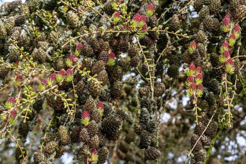 Larch (Larix decidua), blossoms, Emsland, Lower Saxony, Germany