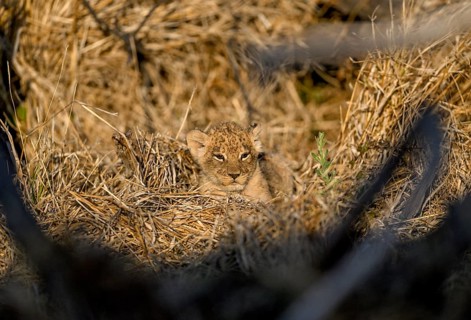 A young lion (Panthera leo) in its lair near Atzaró Camp, Okavango Delta, North-West District,