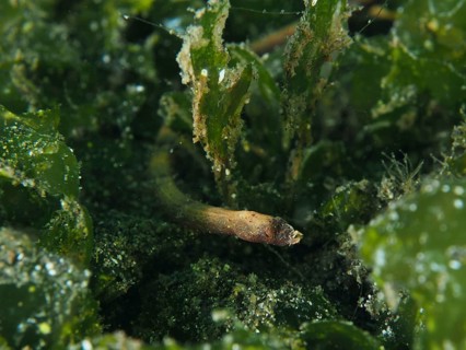 Spiny-snouted pipefish (Halicampus spinirostris), pipefish, hidden in seagrass, surrounded by green