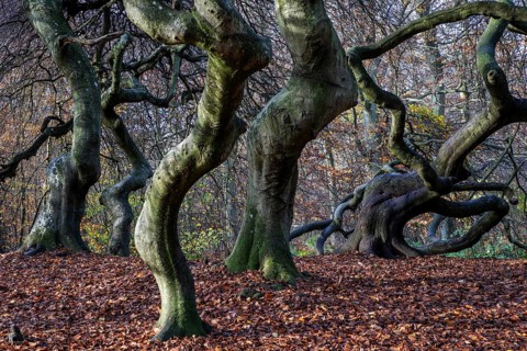 Süntelbuchen (Fagus sylvatica), cripple beeches, Hexenwald, Semper Forest Park, near Lietzow,