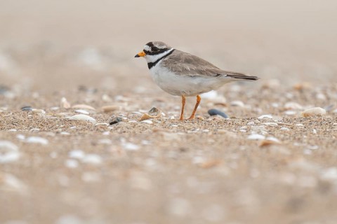 Ringed Plover (Charadrius hiaticula), male, beach, Houvig, North Sea, Denmark