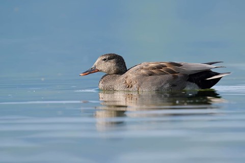 Gadwall (Mareca strepera), drake swimming, Lake Constance, Baden-Württemberg, Germany