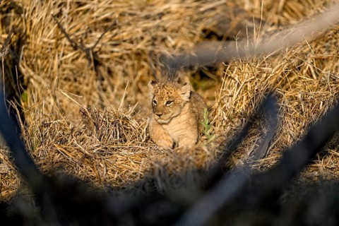 A young lion (Panthera leo) near Atzaró Camp, Okavango Delta, North-West District, Botswana