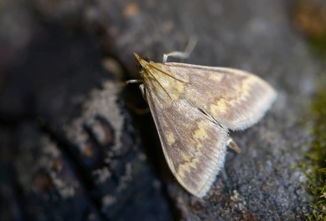 European corn borer, European corn worm, European high flyer, corn borer, Ostrinia nubilalis,