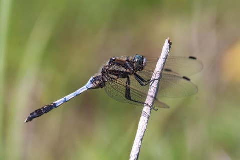 Eastern blue arrow, orthetrum albistylum, white-tailed skimmer, anisoptera, damselflies,