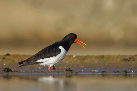 Eurasian Oystercatcher (Haematopus ostralegus) foraging, North Rhine-Westphalia, Germany