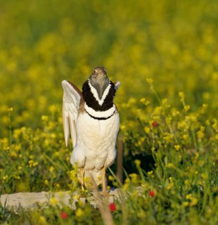 Little Bustard (Tetrax tetrax), courtship leap, Aragon, Spain
