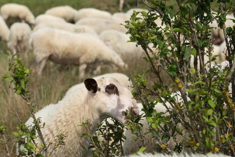 Artiodactyla, domestic sheep, even-toed ungulate, Germany, domestic sheep, Jena, Nabu, natural