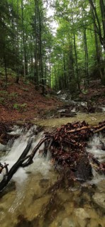 Small mountain stream in a green forest with waterfall, High Tatras National Park, Carpathian