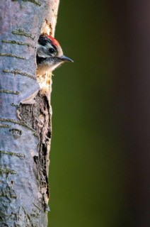 Dendrocopos minor, dryobates minor, small woodpecker, lesser spotted woodpecker, birds, adolescent,