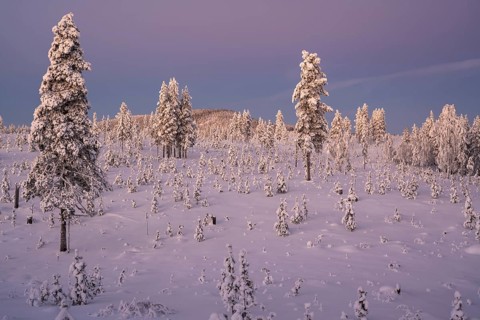 Snowy winter forest at dusk, Nattavaara, Norrbotten, Lapland, Sweden, November 2023