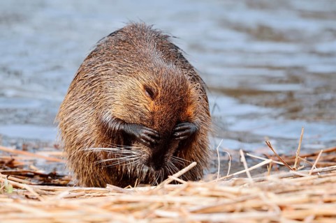 Nutria or swamp beaver (Myocastor coypus) grooming its fur on the bank, North Rhine-Westphalia,