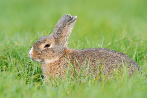 Wild pet rabbit sitting in a meadow, North Rhine-Westphalia, Germany