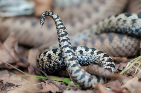 European adder, European viper, venomous snake, vipera berus, critters, female, poisonous reptiles,