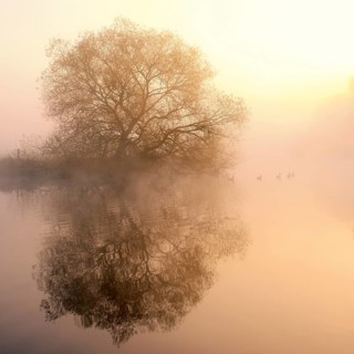 White willow (Salix alba) on the banks of the River Lippe in the morning mist at sunrise, North