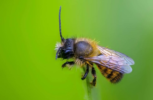 Apidae, bees, horned mason bee, hymenoptera, mason bee, osmia cornuta, insects, male, male