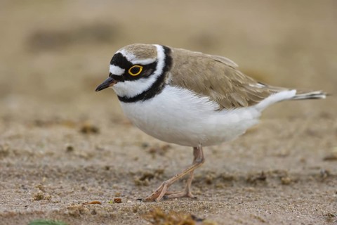 Little Ringed Plover (Charadrius dubius) female foraging, North Rhine-Westphalia, Germany