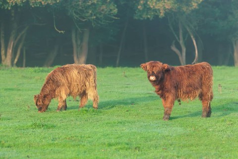 Early one sunny morning, two Highland calves (Bos primigenius taurus) stand in a green pasture at
