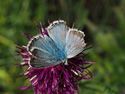 Close-up of a blue butterfly, the Chalkhill Blue (Polyommatus coridon), on a purple flower, Goms,
