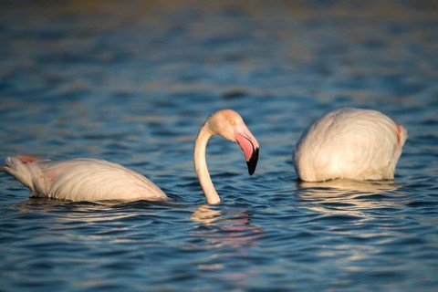 Afro-Asian Greater Flamingo, Eurasian Flamingo, European Flamingo, Granelli, Greater Flamingo,
