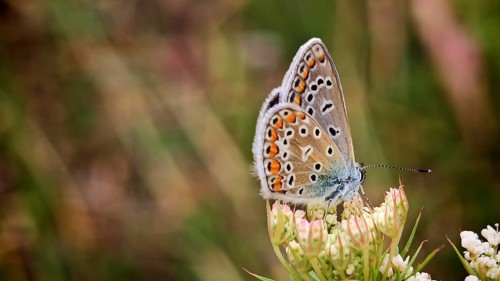 Close-up: a colourful common blue (Polyommatus Icarus) perched on a white flower, with a bokeh