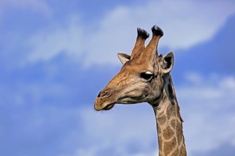 Giraffe (Giraffa camelopardalis giraffa), adult, portrait, Kruger National Park, Limpopo Province,