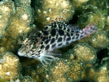 Black-and-white-patterned tufted wrasse, Coral hawkfish (Cirrhitichthys oxycephalus), amongst