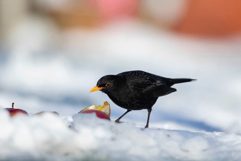 European blackbird (Turdus merula) adult male bird feeding on fruit on a snow covered garden lawn