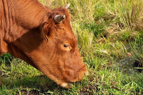 Artiodactyla, Bavaria, Bos Taurus sspec.5, cattle, even-toed ungulate, high-altitude cattle, Upper