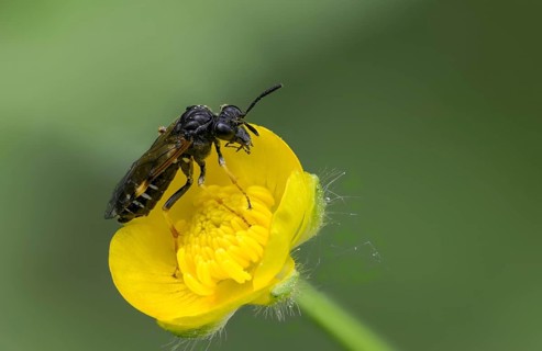 Leaf wasp, Elinora Köhleri, geranium sawfly, hymenoptera, stork-billed leaf wasp, tenthredo