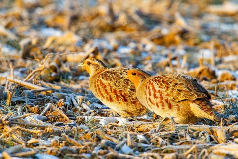 Grey partridge (Perdix perdix) Germany