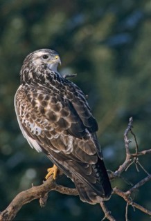 Accipitriformes, buzzard, buteo buteo, buzzard, buzzard, birds of prey, high size, portrait format,
