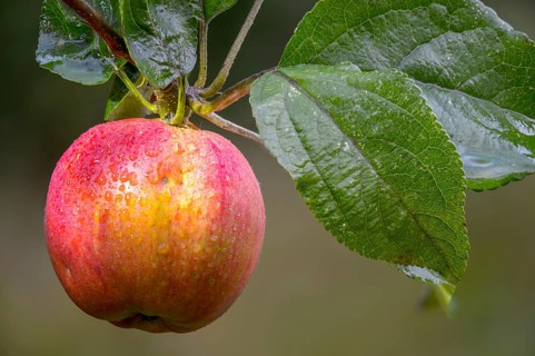 Malus domestica, pyrus malus, rosaceae, rose family, apple tree, flora, cultivated apple, fruit,