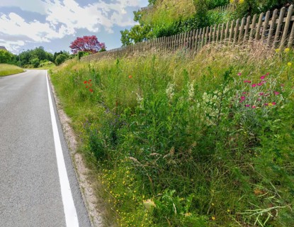 Roadside green, side green, flowering area, flower strips, ruderal surface, roadside, roadside