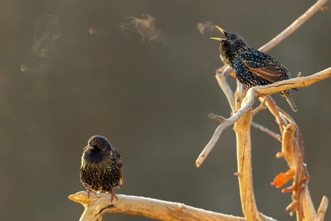 Star, Starling, Sturnus Vulgaris, Birds, Song, Passeri, Singing, Songbirds, Birds, Y12