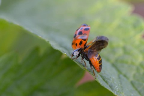 Asian ladybeetle, Asian ladybug, coccinellidae, coccinellinae, harlequin ladybug, harmonia
