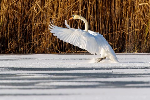 Mute swan (Cygnus olor), wildlife, Germany. A swan lands gently on a snow-covered patch against a