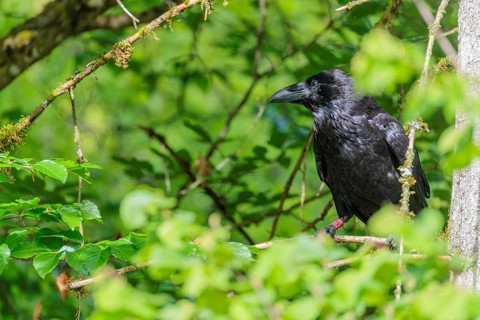 A common raven (Corvus corax) perches on a branch at the edge of a forest on a sunny spring day.