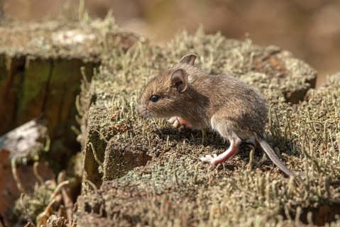 Apodemus sylvaticus, long-tailed field mouse, rodents, rodentia, woodmouse, adolescent, juvenile,
