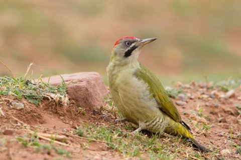 Levaillant's Woodpecker (Picus vaillantii) male, Morocco