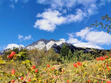 Blue sky over mountains with red berries in the foreground, clear and bright landscape, hiking in