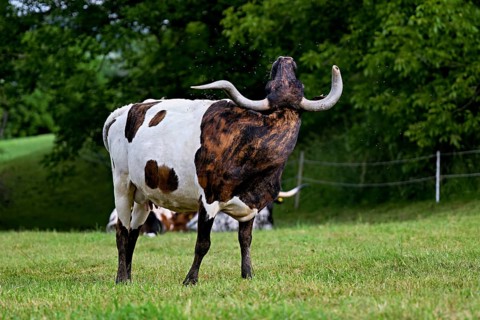 Texas longhorn cow shakes flies off head, Meienberg, Aargau Canton, Switzerland