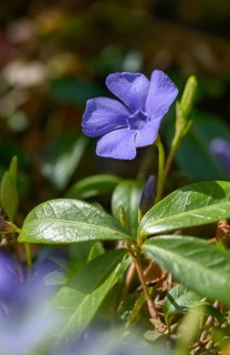 Evergreen, small evergreen, small singgreen, vinca minor, dwarf periwinkle, flora, high size,