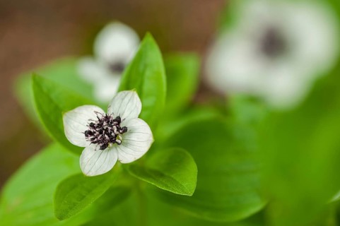 Cornaceae, Cornus suecica, Finland, dogwood, dogwood, Swedish dogwood, bunchberry, dwarf cornel,