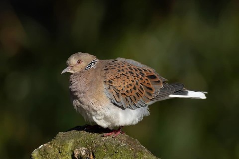 European turtle dove (Streptopelia turtur) adult bird on a rock, England, United Kingdom