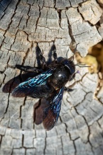 Apidae, bees, blue wood bee, large wood bee, hymenoptera, violet-winged wood bee, xylocopa