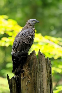 Honey buzzard (Pernis apivorus), adult, perch, vigilant, in summer, Šumava, Czech Republic